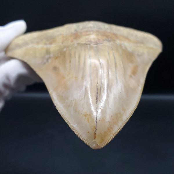 極上 メガロドン 歯 化石 本物 USA Amazon | 【化石専門店 LOLO】極上 メガロドン 歯 化石 本物