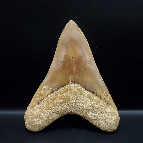 極上 メガロドン 歯 化石 本物 インドネシア 146.33mm プレゼント
