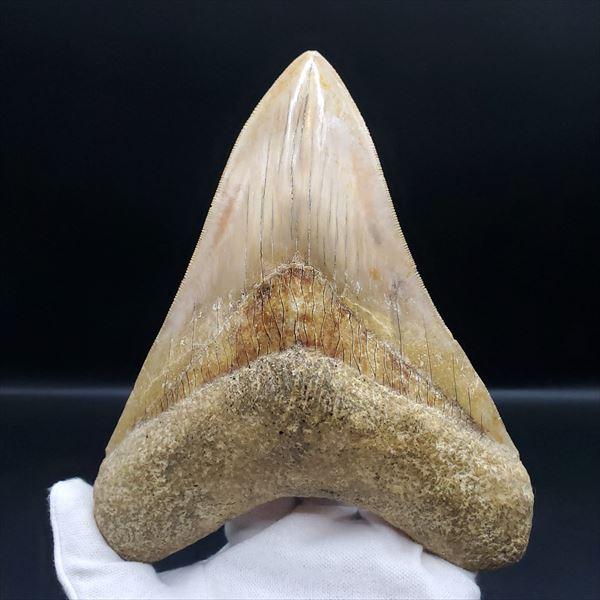 極上 メガロドン 歯 化石 本物 インドネシア 146.33mm