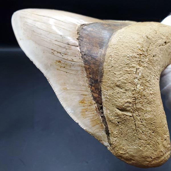 大きなメガロドンの歯の化石 121mm mg1202 極上 メガロドン 歯 化石 本物 インドネシア 136.29mm
