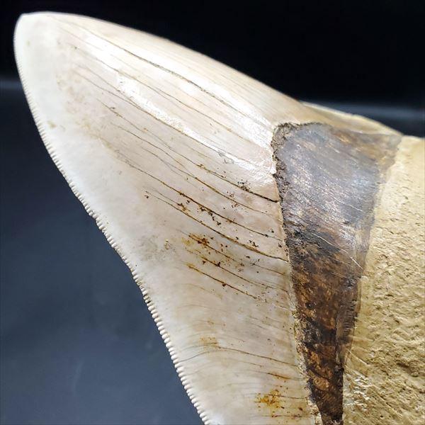 極上 メガロドン 歯 化石 本物 インドネシア 136.29mm プレゼント