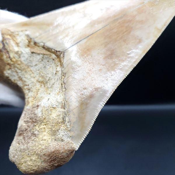 極上 メガロドン 歯 化石 本物 インドネシア 110.31mm