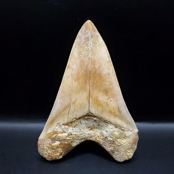 極上 メガロドン 歯 化石 本物 インドネシア 110.31mm プレゼント