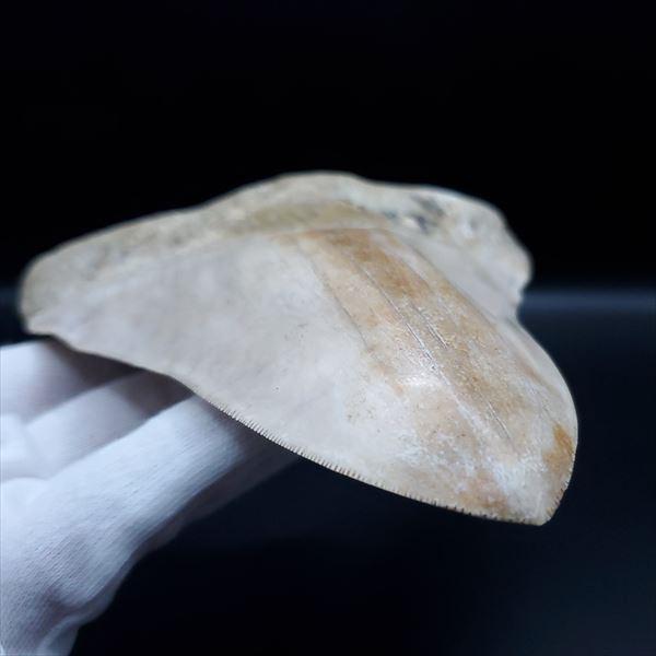 極上 メガロドン 歯 化石 本物 インドネシア産 144.31mm プレゼント