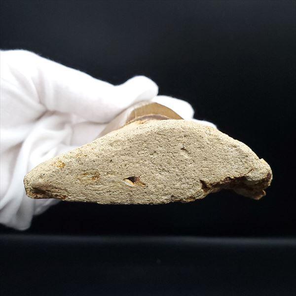 極上 メガロドン 歯 化石 本物 USA