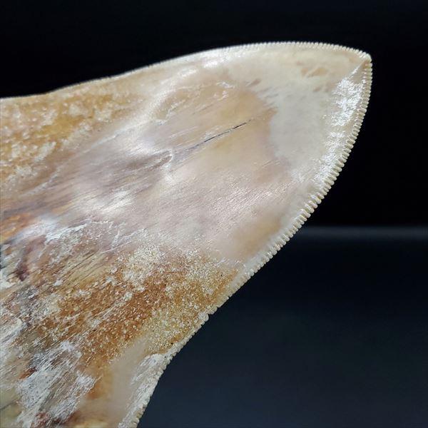 極上 メガロドン 歯 化石 本物 インドネシア 117.42mm