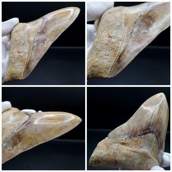極上 メガロドン 歯 化石 本物 USA 極上 メガロドン 歯 化石 本物 インドネシア 117.42mm