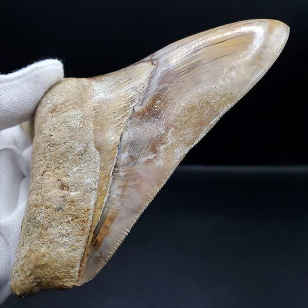 極上 メガロドン 歯 化石 本物 インドネシア 117.42mm