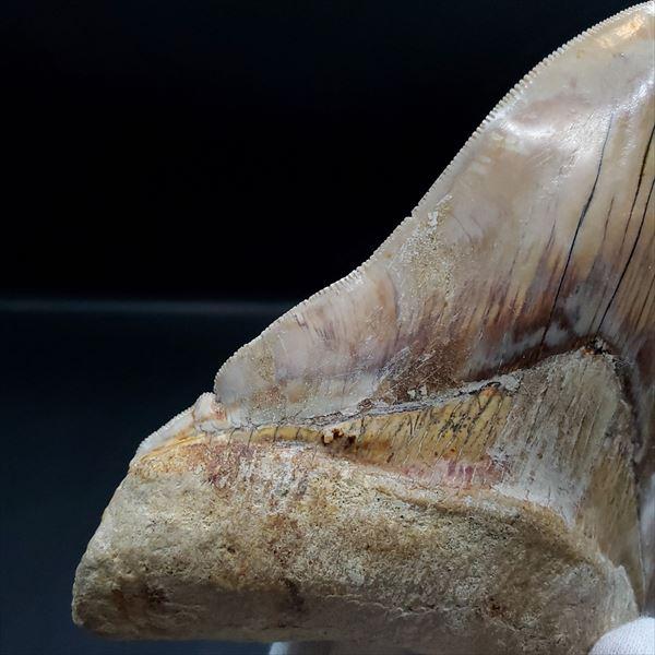 極上 メガロドン 歯 化石 本物 インドネシア 117.42mm プレゼント