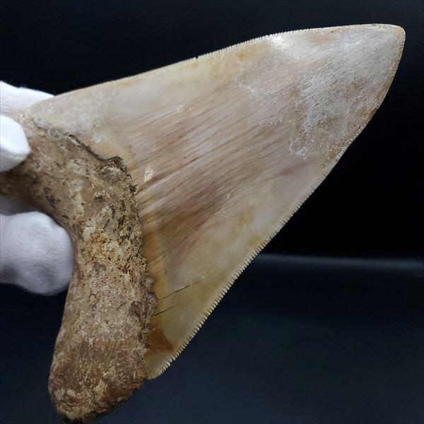 極上 メガロドン 歯 化石 本物 インドネシア 117.89mm