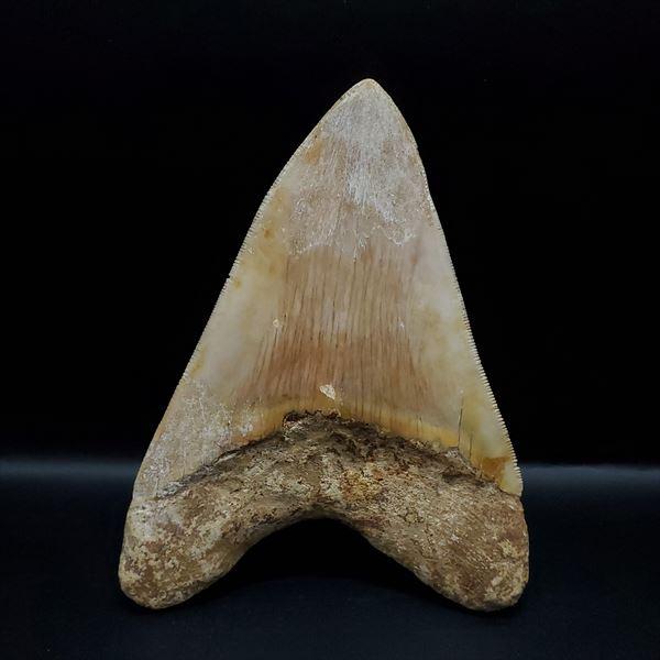 本物 メガロドンの歯 化石 サメ 12cm アメリカ合衆国 絶滅種