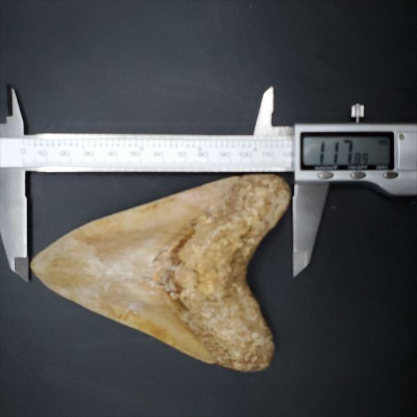 極上 メガロドン 歯 化石 本物 インドネシア 117.89mm