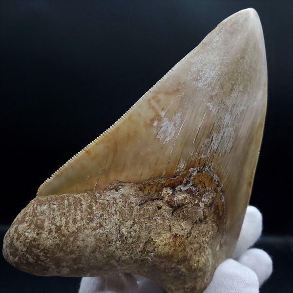 極上 メガロドン 歯 化石 本物 USA 極上 メガロドン 歯 化石 本物 インドネシア 117.89mm