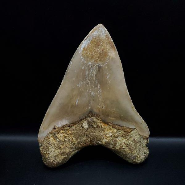 極上 メガロドン 歯 化石 本物 インドネシア 127.05mm プレゼント