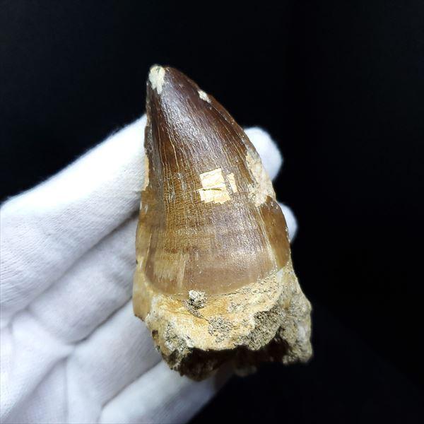 特大 歯根付き モササウルス 化石 歯 本物 モロッコ産  mos73 楽天市場】【送料無料】【モササウルス/化石/歯/恐竜】特大 歯根