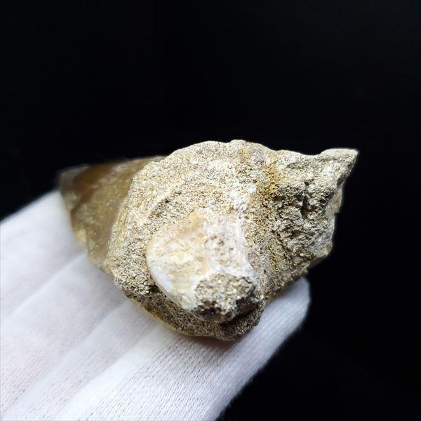 美品 モササウルス 化石 歯 本物 モロッコ産 64.53mm プレゼント