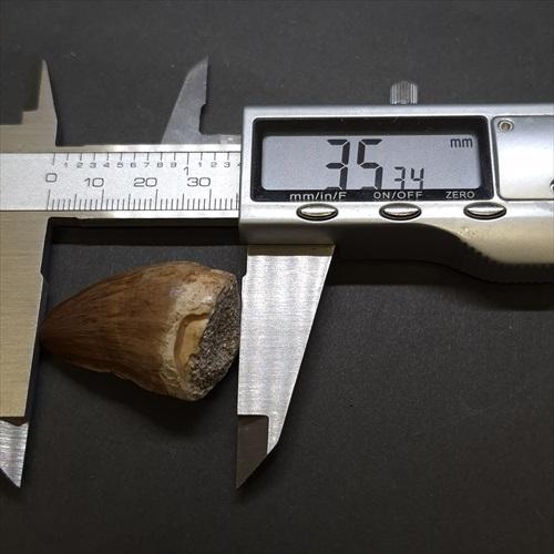 美品 モササウルス 化石 歯 本物 モロッコ産 35.34mm プレゼント