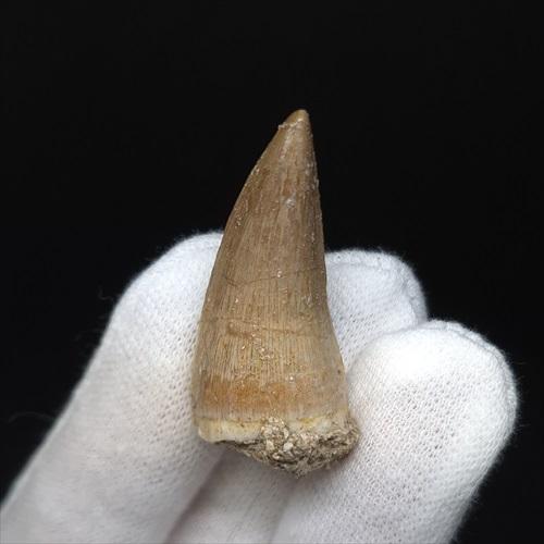 特大】モロッコ産モササウルスの歯の化石 5.5×3cm モササウルス 化石