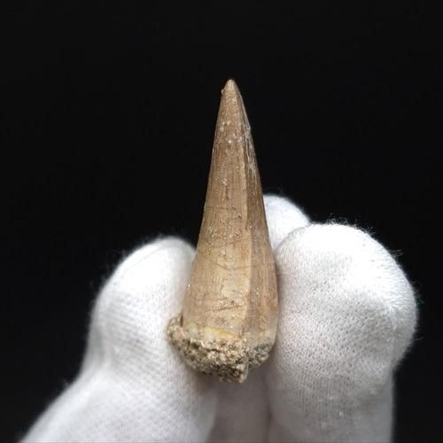 美品 モササウルス 化石 歯 本物 モロッコ産 35.94mm プレゼント