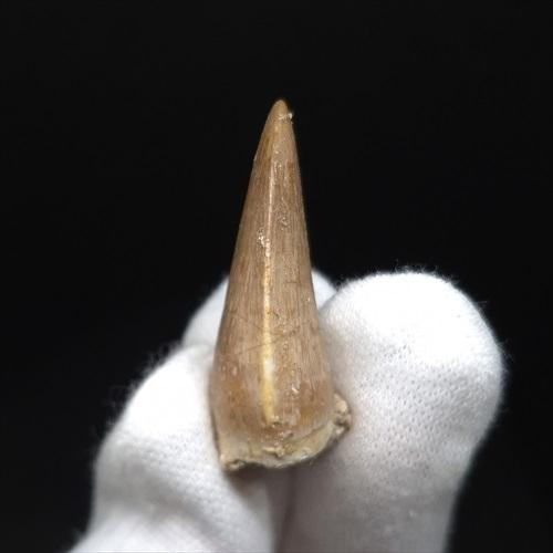 【美麗特大】モロッコ産モササウルスの歯の化石2本セット 美品 モササウルス 化石 歯 本物 モロッコ産 35.94mm プレゼント