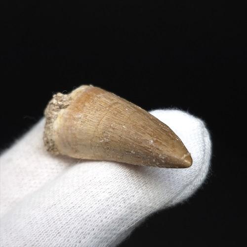 美品 モササウルス 化石 歯 本物 モロッコ産 35.94mm プレゼント