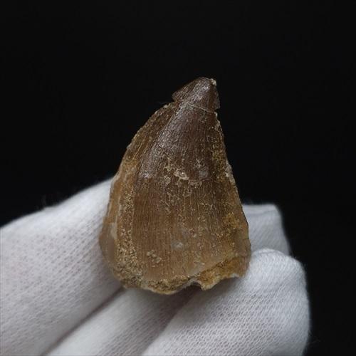 美品 モササウルス 化石 歯 本物 モロッコ産 29.64mm プレゼント