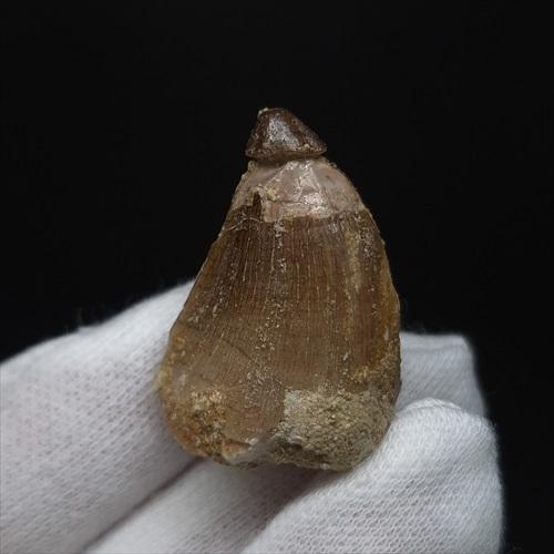 美品 モササウルス 化石 歯 本物 モロッコ産 29.64mm プレゼント