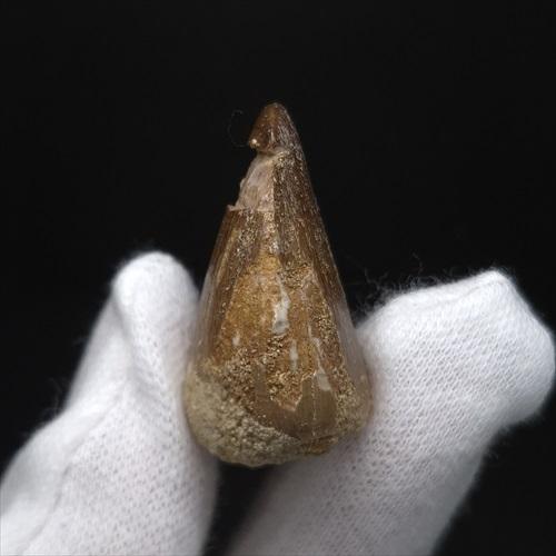 美品 モササウルス 化石 歯 本物 モロッコ産 29.64mm プレゼント