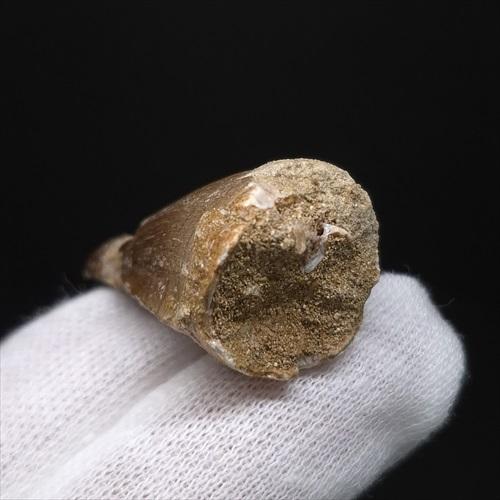 美品 モササウルス 化石 歯 本物 モロッコ産 29.64mm プレゼント