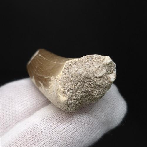 美品　モササウルスの顎　化石　モロッコ産 美品 モササウルスの顎 化石 モロッコ産