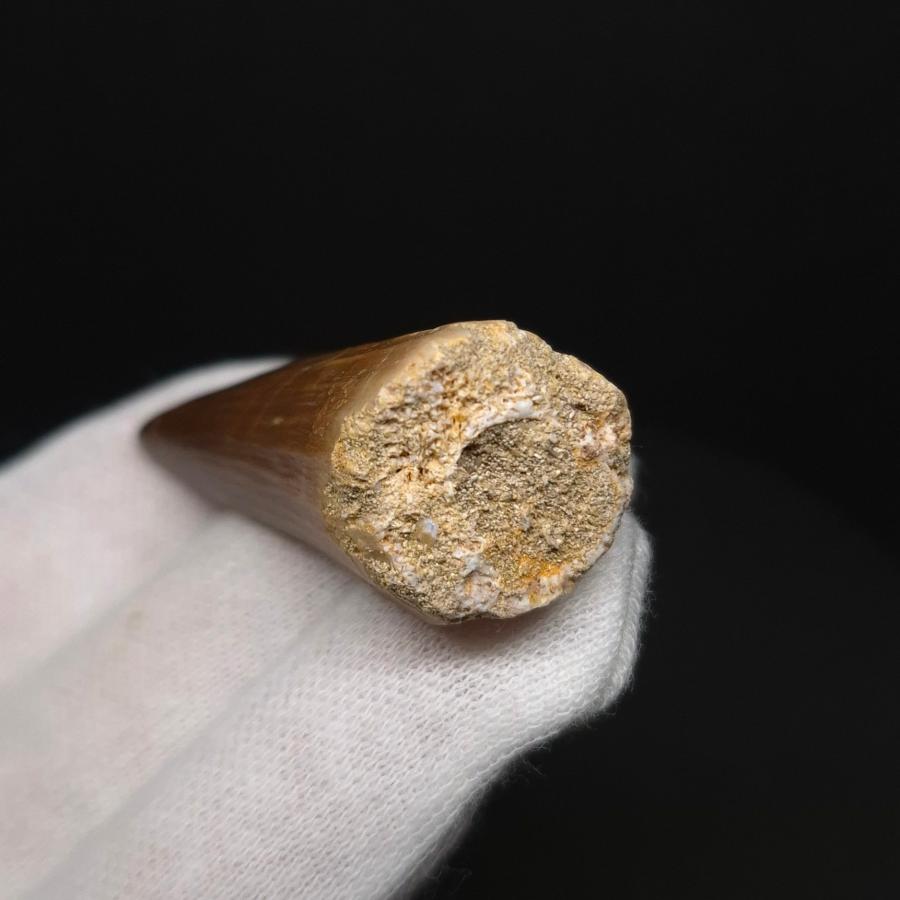 美品 モササウルス 化石 歯 本物 モロッコ産 44.61mm プレゼント