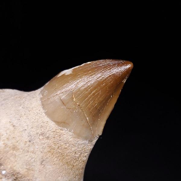 特大 歯根付き モササウルス 化石 歯 本物 123.82mm mos74