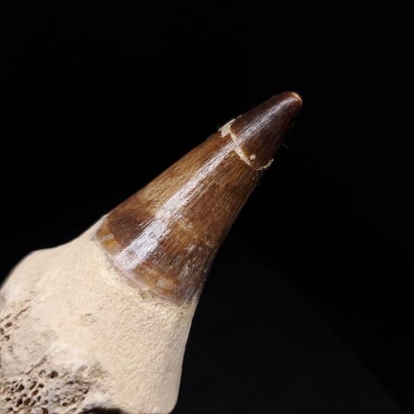 歯根付き モササウルス 化石 歯 本物 モロッコ産 95.52mm プレゼント