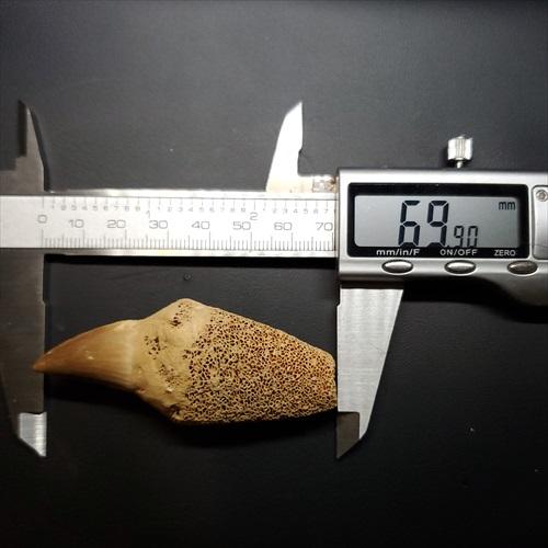 歯根付き モササウルス 化石 歯 本物 モロッコ産 69.90mm プレゼント 