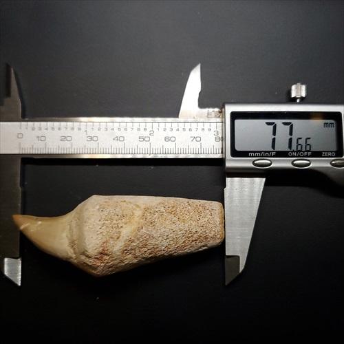 歯根付き モササウルス 化石 歯 本物 モロッコ産77.66mm mos140 歯根付き モササウルス 化石 歯 本物 モロッコ産 77.66mm