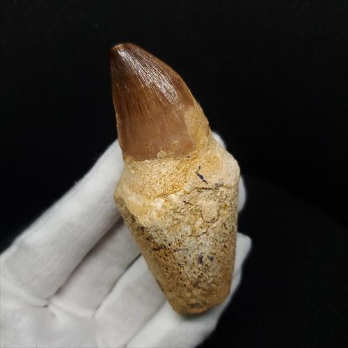 歯根付き モササウルス 化石 歯 本物 モロッコ産 74.62mm プレゼント