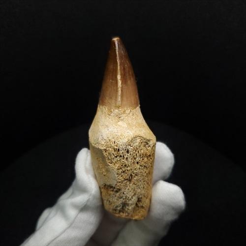 歯根付き モササウルス 化石 歯 本物 モロッコ産77.66mm mos140 歯根付き モササウルス 化石 歯 本物 モロッコ産 77.66mm