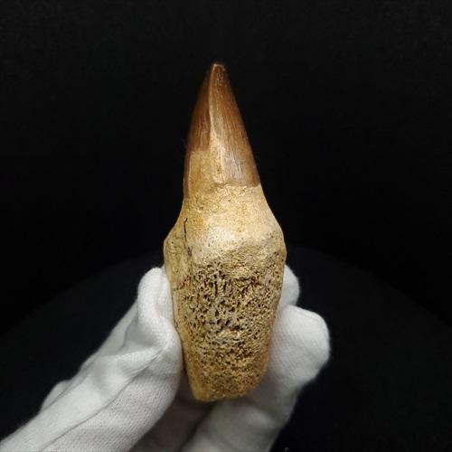 歯根付き モササウルス 化石 歯 本物 モロッコ産 74.62mm プレゼント