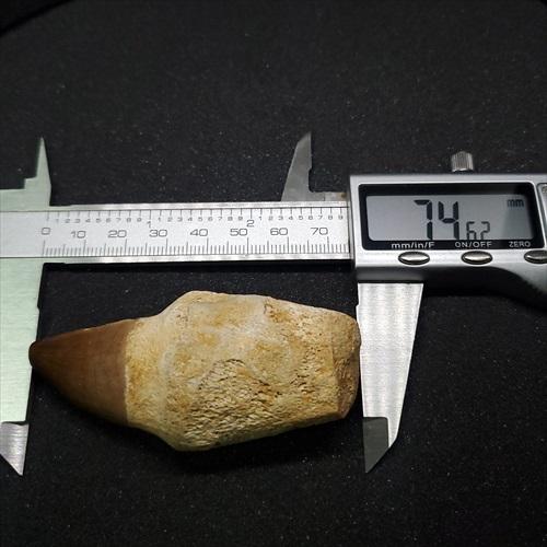 歯根付き モササウルス 化石 歯 本物 モロッコ産 74.62mm プレゼント 