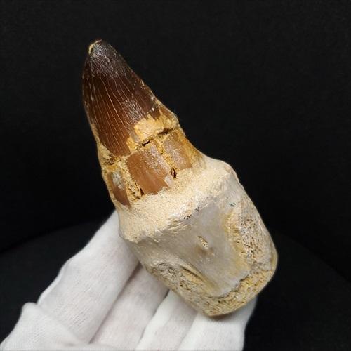 美品　モササウルスの顎　化石　モロッコ産 モササウルス 化石 歯 本物 モロッコ産 27.67mm プレゼント