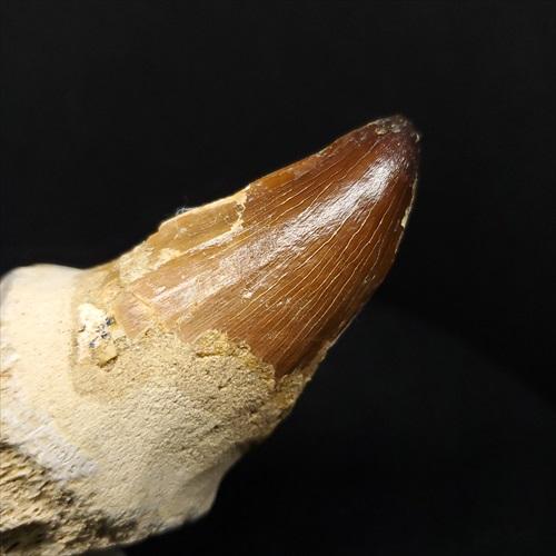 歯根付き モササウルス 化石 歯 本物 モロッコ産 90.10mm プレゼント 