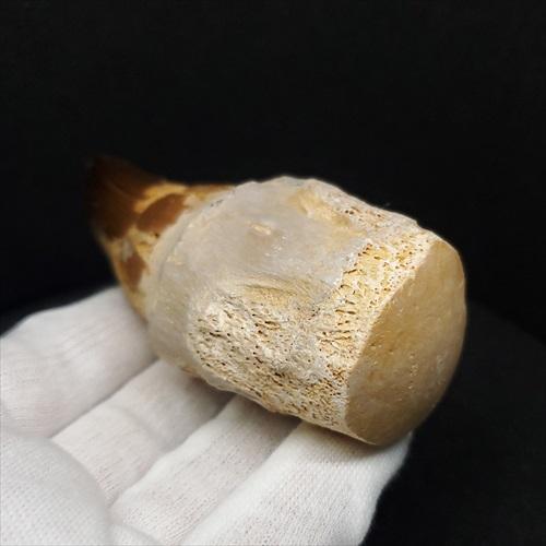 剥製です。 歯根付き モササウルス 化石 歯 本物 モロッコ産 90.10mm プレゼント