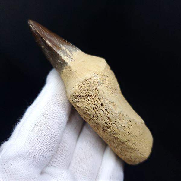 極上 歯根付き モササウルス 化石 歯 本物 モロッコ産 87.39mm