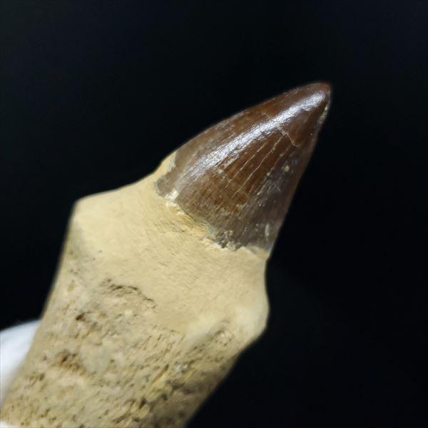 極上 歯根付き モササウルス 化石 歯 本物 モロッコ産 87.39mm プレゼント ギフト mos19の画像
