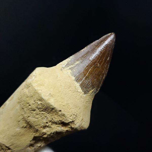 極上 歯根付き モササウルス 化石 歯 本物 モロッコ産 87.39mm プレゼント ギフト mos19の画像