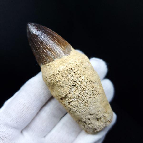 極上 歯根付き モササウルス 化石 歯 本物 モロッコ産 83.17mm