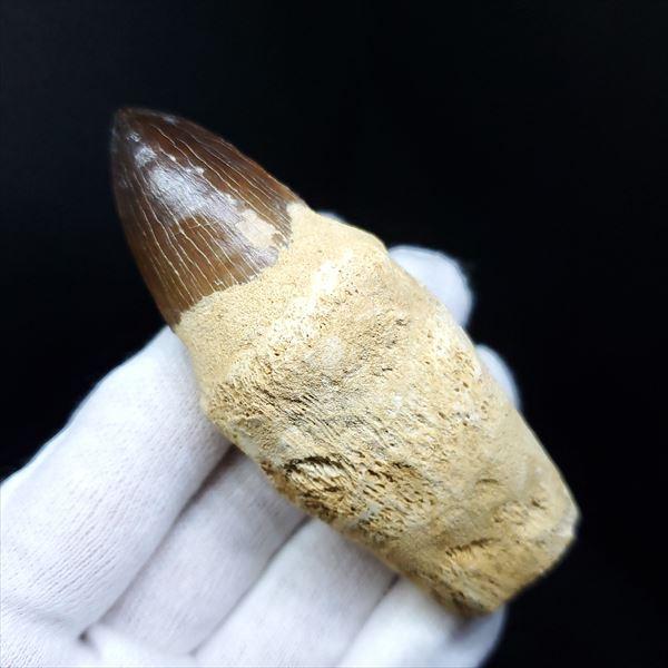 極上 歯根付き モササウルス 化石 歯 本物 モロッコ産 83.17mm