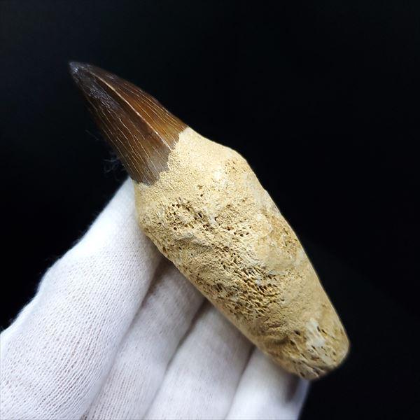 極上 歯根付き モササウルス 化石 歯 本物 モロッコ産 83.17mm