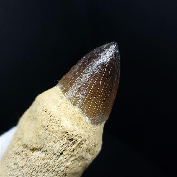 歯根付き モササウルス 化石 歯 本物 モロッコ産 82mm mos84 極上 歯根付き モササウルス 化石 歯 本物 モロッコ産 83.17mm