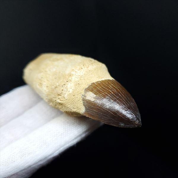 極上 歯根付き モササウルス 化石 歯 本物 モロッコ産 83.17mm